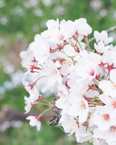冨士霊園 桜